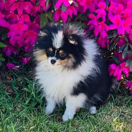 Gracey - Tri-colored female Pomeranian puppy in Lyons, Georgia from Its a Poms Life Kennel