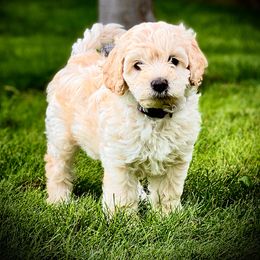Australian Labradoodle Puppies from Tiny Treasures Australian Labradoodles