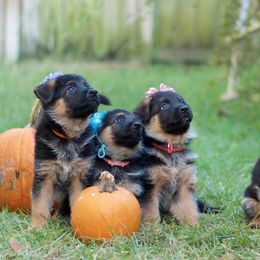 "F litter, 2015. Dessa x Vandal litter" German Shepherd Puppies from Schonwasser Shepherds