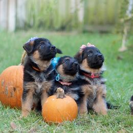 "F litter, 2015. Dessa x Vandal litter" German Shepherd Puppies from Schonwasser Shepherds