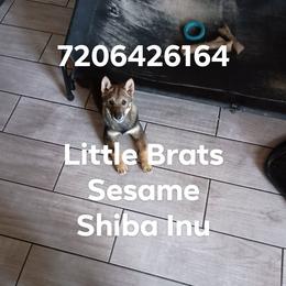 Kris Goma Sesame - Sesame male Shiba Inu puppy in Colorado Springs, Colorado from Little Brats