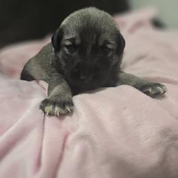 Anatolian Shepherd Dog Puppies from Florida Anatolian Shepherds