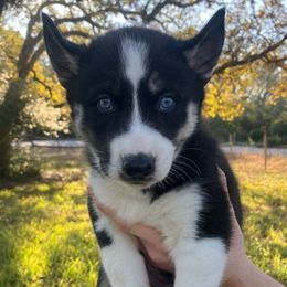 Merlin - Black and white male Siberian Husky puppy in College Station, Texas from Texas Siberian Husky Kennels (TSHK)