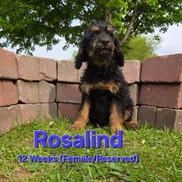 Rosalind - Black female Labradoodle puppy in Genoa City, Wisconsin from Sakura Pups