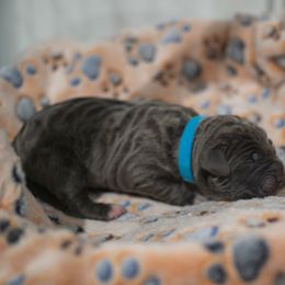 Blue Collar - Gray male Cane Corso puppy in Colorado from Iconic Corso Kennel