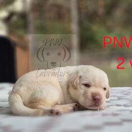 Gus - Yellow male Labrador Retriever puppy in Rogue River, Oregon from PNW Labradors