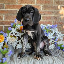 Great Dane Puppies from Scoober Danes