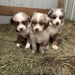 Miniature Australian Shepherd Puppies from Mid-Plains Mini Aussies