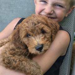 Carter F1b, Genetic Testing, Health Warranty - Red male Labradoodle puppy in Clinton, Ohio from P&L Doodles