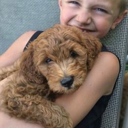Carter F1b, Genetic Testing, Health Warranty - Red male Labradoodle puppy in Clinton, Ohio from P&L Doodles