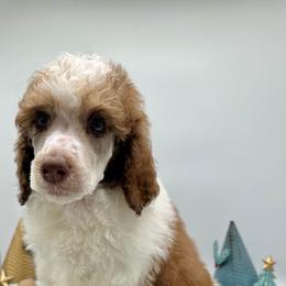 Poodle and Sheepadoodle Puppies from Smokey Mountain Sheepadoodles