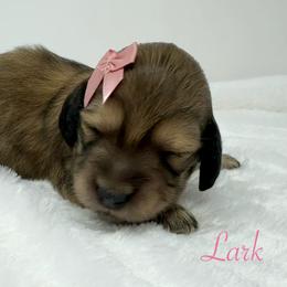 Lark - Cream female Dachshund puppy in Pulaski, Tennessee from Billboard Doxies
