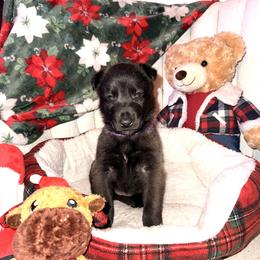 Purple Collar - Fawn sable female Belgian Malinois puppy in Trenton, Georgia from Laeknir K9