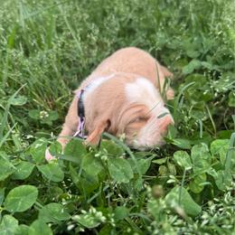 Girl 2 - Mahogany and white female Basset Hound puppy in Tahlequah, Oklahoma from HNH Hounds