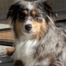 Kaida - Toy Australian Shepherd