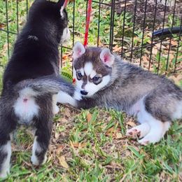 Pomsky Puppies from Way too cute Pomskies