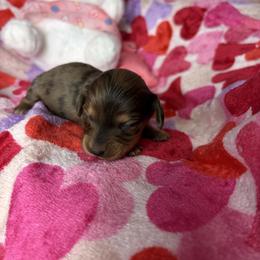 Brooke - Dapple female Dachshund puppy in Lake City, Florida from My Ditzy Doxies of Florida