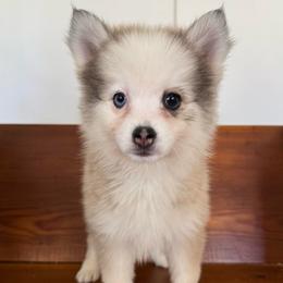 Twinkle - Gray and white female Pomsky puppy in La Verne, California from Red Cedar Pomskies