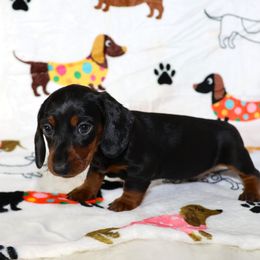 Dachshund Puppies from Colorado Mini Dachshunds