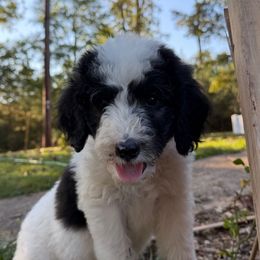 Rose - Black and white female Sheepadoodle puppy in Fayette, Alabama from Luxapallila Sheepadoodles