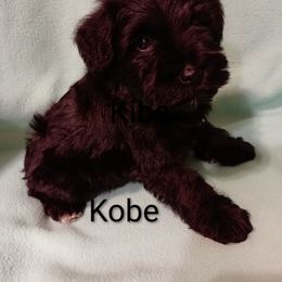 Kobe - Black male Miniature Schnauzer puppy in Midland, Texas from Shebbies Puppy Palace