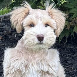 Miniature Schnauzers from Schnauzer Shenanigans