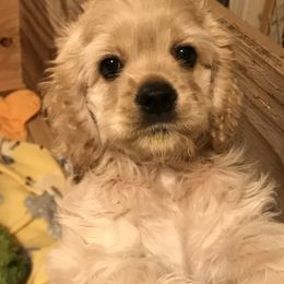 Cocker Spaniel Puppies from Shasta View Cockers