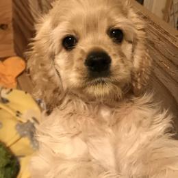 Cocker Spaniel Puppies from Shasta View Cockers