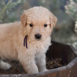 Clementine (purple) - Dark golden female Golden Retriever puppy in Lodi, California from R3 Sport Dogs (Rafter 3 Ranch)