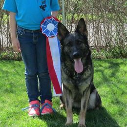 Frenzie - German Shepherd