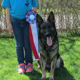 Frenzie - German Shepherd