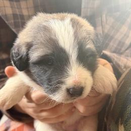 Vincent- gray - Badger male Colorado Mountain Dog puppy in Cotopaxi, Colorado from Once Upon A Moose (OUM)