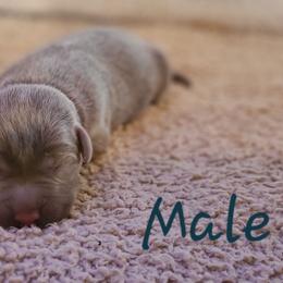 Male - Chocolate male Labrador Retriever puppy in Anderson, Texas from TLS Retrievers