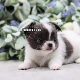 Luna - Blue female Chihuahua puppy in Tulsa, Oklahoma from H-3 Chihuahuas