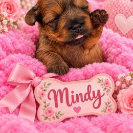 Mindy - Brown female Shihpoo puppy in Cooper City, Florida from Jenny La Bone