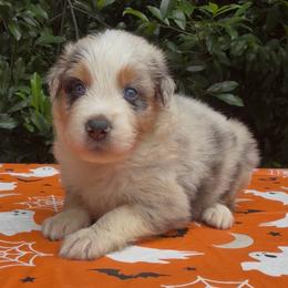 Rosemary - Blue merle female Australian Shepherd puppy in Inverness, Florida from Swamp Puppy Canine Kennel