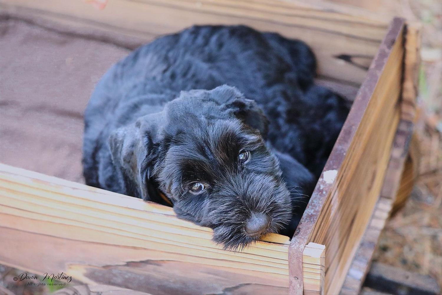 A Giant Schnauzer puppy lays with its head resting on a wooden panel