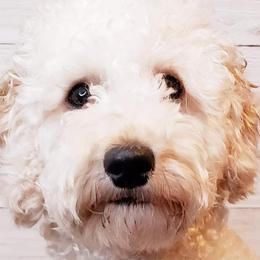 Oakleigh - Goldendoodle