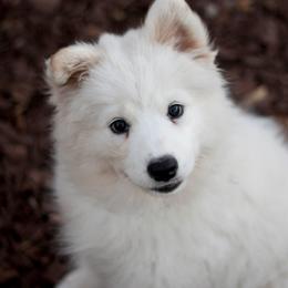 Samoyed Puppies from Desert Rose Samoyeds