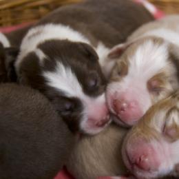 Australian Shepherd Puppies from Cobler Farms