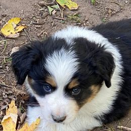 Miniature American Shepherds, Miniature Australian Shepherds, Pomeranians, Poodles, and Toy Australian Shepherds from Lil Aussie Posse