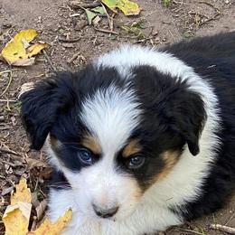 Miniature American Shepherds, Miniature Australian Shepherds, Pomeranians, Poodles, and Toy Australian Shepherds from Lil Aussie Posse