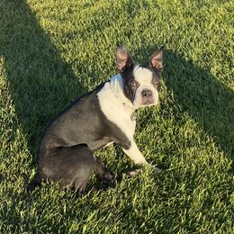 Brydger - Boston Terrier