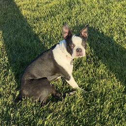 Brydger - Boston Terrier