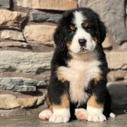 Titan 1 - Black rust and white male Bernese Mountain Dog puppy in Stone Creek, Ohio from Highland Meadows