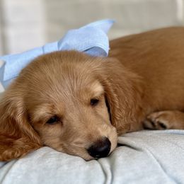 Dachshunds from Blue Bow Kennels