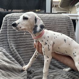 Miss Pink - White and black female Dalmatian puppy in Chehalis, Washington from Dalmatian Vacation