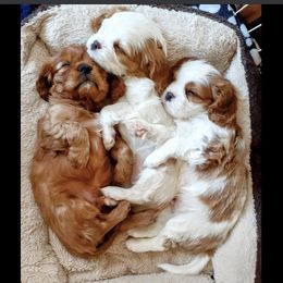 Cavalier King Charles Spaniels from La Bastide Cavaliers