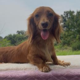 Cricket - Dachshund