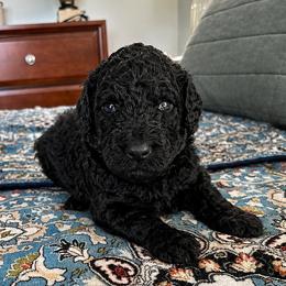 Red Collar Male - Blue male Poodle puppy in Screven, Georgia from Dreamland Standard Poodles